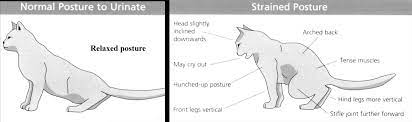 Check spelling or type a new query. 6 Hal Penting Tentang Gangguan Saluran Kencing Pada Kucing Flutd Tanya Dokter Hewan