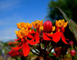 Asclepias Curassavica Silky Deep Red Plants Planting Flowers Flowers