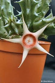 Image result for Huernia verekeri