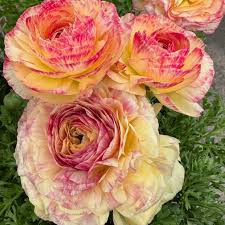Image result for Ranunculus raeae