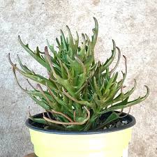 Kalanchoe Katapifa Tarantula Rare Succulent Plant Rare Succulents Planting Succulents Plants