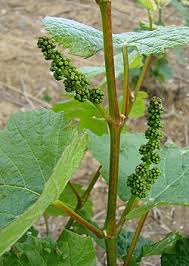 Image result for Vitis