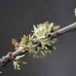 Image result for Synsepalum passargei