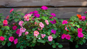 Image result for Impatiens mildbraedii