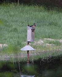 So are you ready to experiment with these simple dog house plans? Build A Duck Nest Box