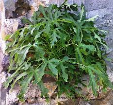 We did not find results for: Resep Tumis Sayur Gedi Khas Manado Resep Makanan