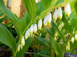 The biggest difference — which makes for easy identification — is the fact that false solomon's seal has flowers at the end of its stem. Solomon S Seal Growing How To Plant Solomon S Seal