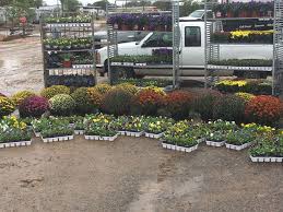 Post your items for free. Flowers Lubbock King Nursery Lubbock Tx