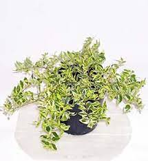 花壇 おしゃれまとめの人気アイデア pinterest りゅん 低木 花壇 スイカズラ