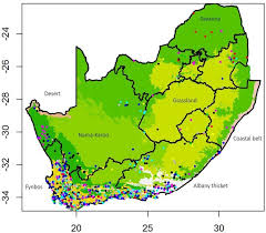 Image result for Thesium megalocarpum