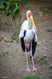 Painted Stork By Anish Daryani Painting Stork Bald Eagle