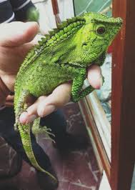 Thousands of reptiles, amphibians, inverts, feeders, supplies and more are all available for purchase to the public. Joe Jungle Exotic Pet Home Facebook