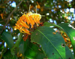 Image result for Englerina muerensis