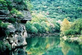 Image result for Cylindropsis parvifolia