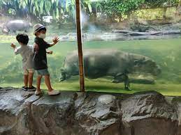 Guide To Singapore Zoo With Kids Honeykids Asia