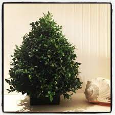 How To Make And Decorate A Miniature Boxwood Christmas Tree Christmas Boxwood Boxwood Tree Christmas Floral