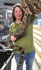 Jan 08, 2021 · boa constrictors are viviparous. Boa Constrictor Saved Mdc Reminds People Not To Dump Unwanted Pets