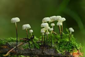 Image result for Strobilurus conigenoides