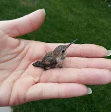 Bebek Sinek Kusu 3 Aww Kopekler Kediler Sevimlihayvanlar Kitty Dog Animals Eglence Meow C Cute Little Animals Cute Funny Animals Cute Baby Animals
