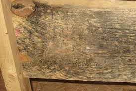 If that's the case, then this is great news. Pallet Mold Discover How To Prevent Inhibit And Remediate Mold On Wood Pallets Conner Industries