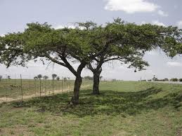 Image result for Acacia sieberiana