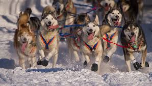 Chien de traîneau nmnom masculin: La Grande Odyssee Savoie Mont Blanc La Plus Belle Course De Chiens De Traineaux
