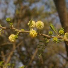 Image result for Acacia abyssinica