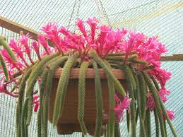 The rat tail cactus is a plant of the family cactus, perennial, also known as the whip cactus or snake cactus but the botanical name is the aporocactus flagelliformis. Disocactus Flagelliformis Rat Tail Cactus World Of Succulents