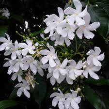 Image result for Tabernaemontana