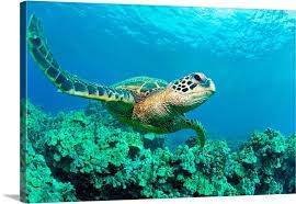 Close Up Endangered Green Sea Turtle Over Coral Reef In Makena Maui Hawaii In 2020 Sea Turtle Wallpaper Green Sea Turtle Sea Turtle