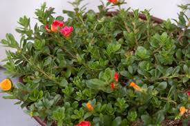 Image result for Portulaca