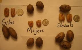 Types Of Pecans