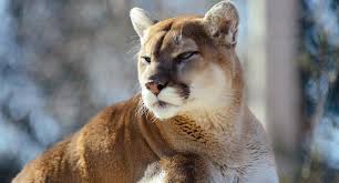 man claims to break mountain lion s neck in attack determined to be a hoax mountain lion big cats mountain lion facts