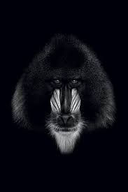 Dark Mandrill In 2022 Animals Black And White Mandrill Animal Photography Dogs