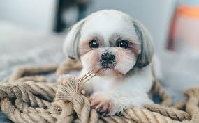 My friend in india bought her shih tzu for rs.23,000. Shih Tzu Price Everything You Need To Know About The Precious Pup