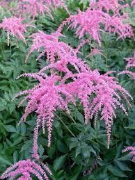 23 Juglone Tolerant Shade Plants For Black Walnut Tree Areas Finding Sea Turtles Shade Perennials Shade Plants Flowers Perennials