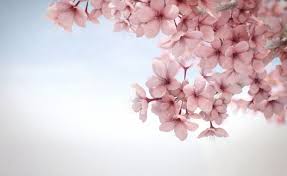 Musim sakura tahun ini jadi tampak berbeda, tak ada wisatawan yang berpikinik untuk menikmati melansir insider, senin (6/4/2020), berikut beberapa foto bunga sakura yang mekar di taman dan. Pin Pin Bunga Sakura Pinterest Pictures On Pinterest 1275x781 Download Hd Wallpaper Wallpapertip