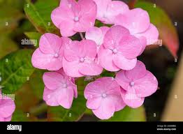 Image result for Behnia reticulata