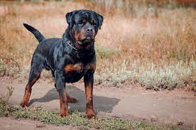The rottweiler is a robust working breed of great strength descended from the mastiffs of the roman legions. Rottweiler Bil Jac