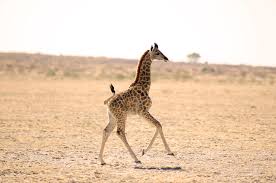 25 Best Photos Of Cute Baby Giraffes 500px