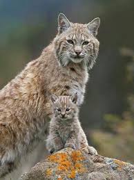 Bobcat And Baby Cute Animals Wild Cats Animals