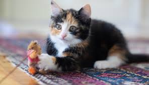 Découvrez les jeux de chien. Comment Occuper Son Chien Ou Chat En Interieur Medpets Medpets Fr