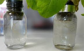 簡単手作り水耕栽培にチャレンジ 家庭菜園をもっと身近に キナリノ メイソンジャーランプ プラスチック コップ 水耕栽培