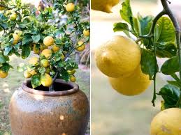 When growing lemon trees, problems like blossom drop can be frustrating. Fruit Trees Why My Lemon Tree Not Producing Fruit