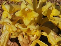 Image result for Cistanche tinctoria