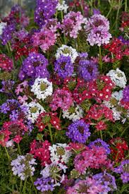 Image result for Verbena aristigera