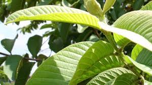Khasiat daun jambu biji yang mengandung minyak atsiri, dipercaya dapat membantu membuang racun dari dalam tubuh, terutama pada usus dan khasiat daun jambu biji juga dapat digunakan untuk mengobati berbagai masalah alergi. Daun Muda Jambu Biji Bantu Sembuhkan Penyakit Yang Kerap Membuatmu Malu Tribun Jabar