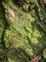 Image result for Micrococca