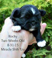 This animal could be euthanized if not adopted soon. Shih Tzu Puppies For Sale In N E Ohio Shih Tzu Puppy Shih Tzu Puppies