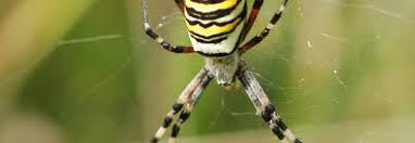 Das gibt der delitzscher juan manuel tondera zu. Wespenspinne Bluhendes Osterreich